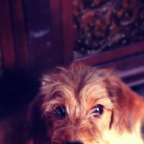 chat with ai character: dog life