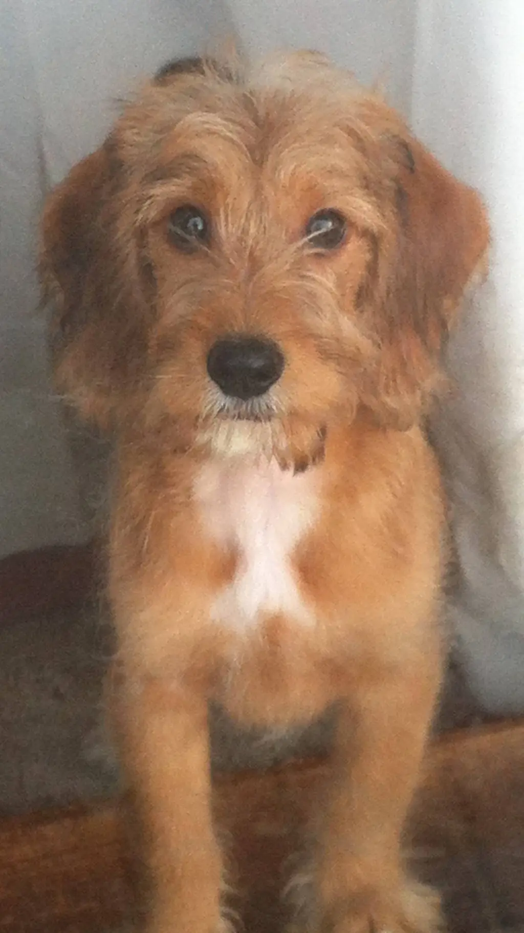 ai character: dog life background