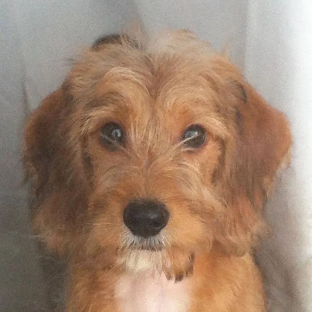 chat with ai character: dog life