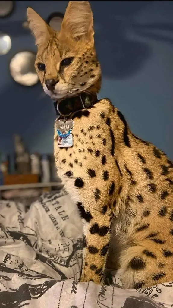 ai character: cat life background