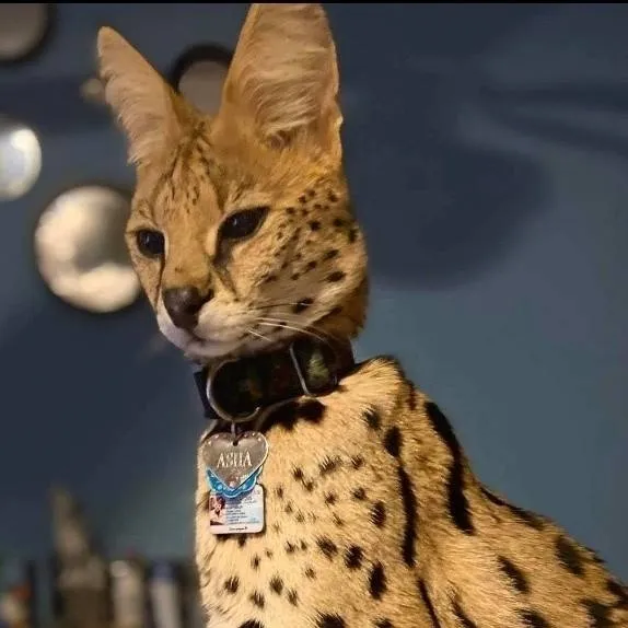 chat with ai character: cat life