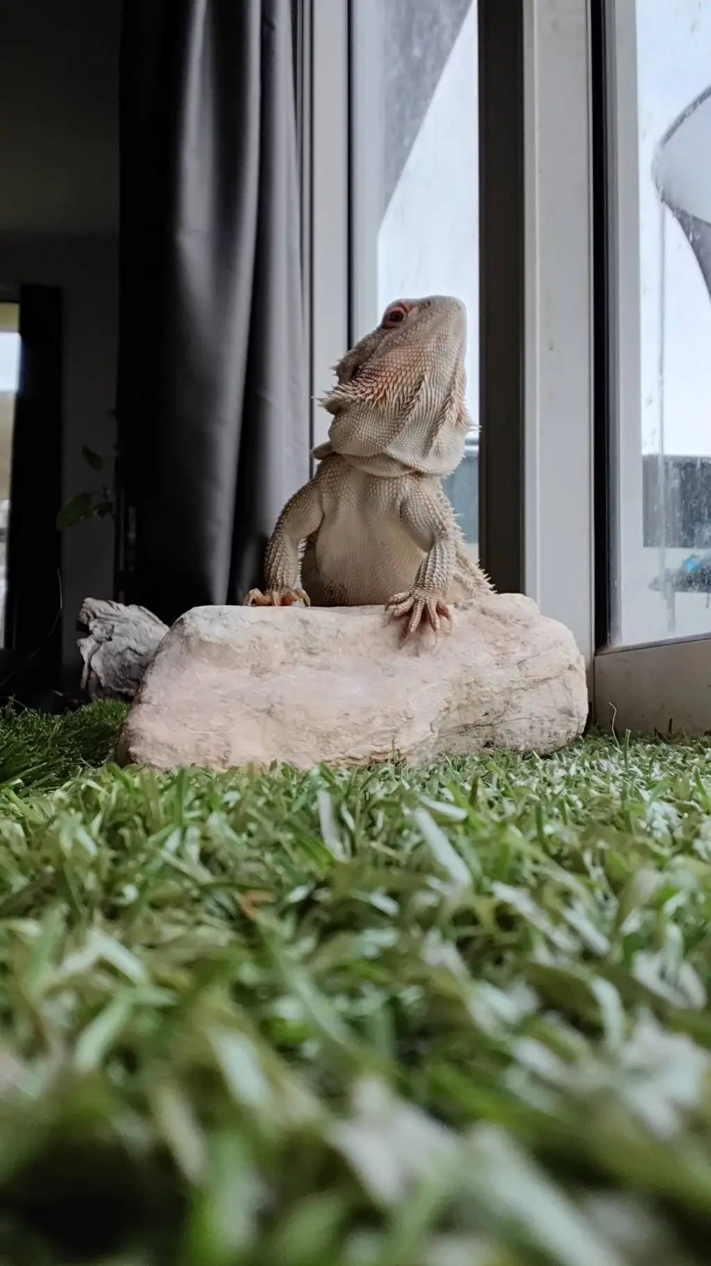 Talkie AI - Chat with animal life