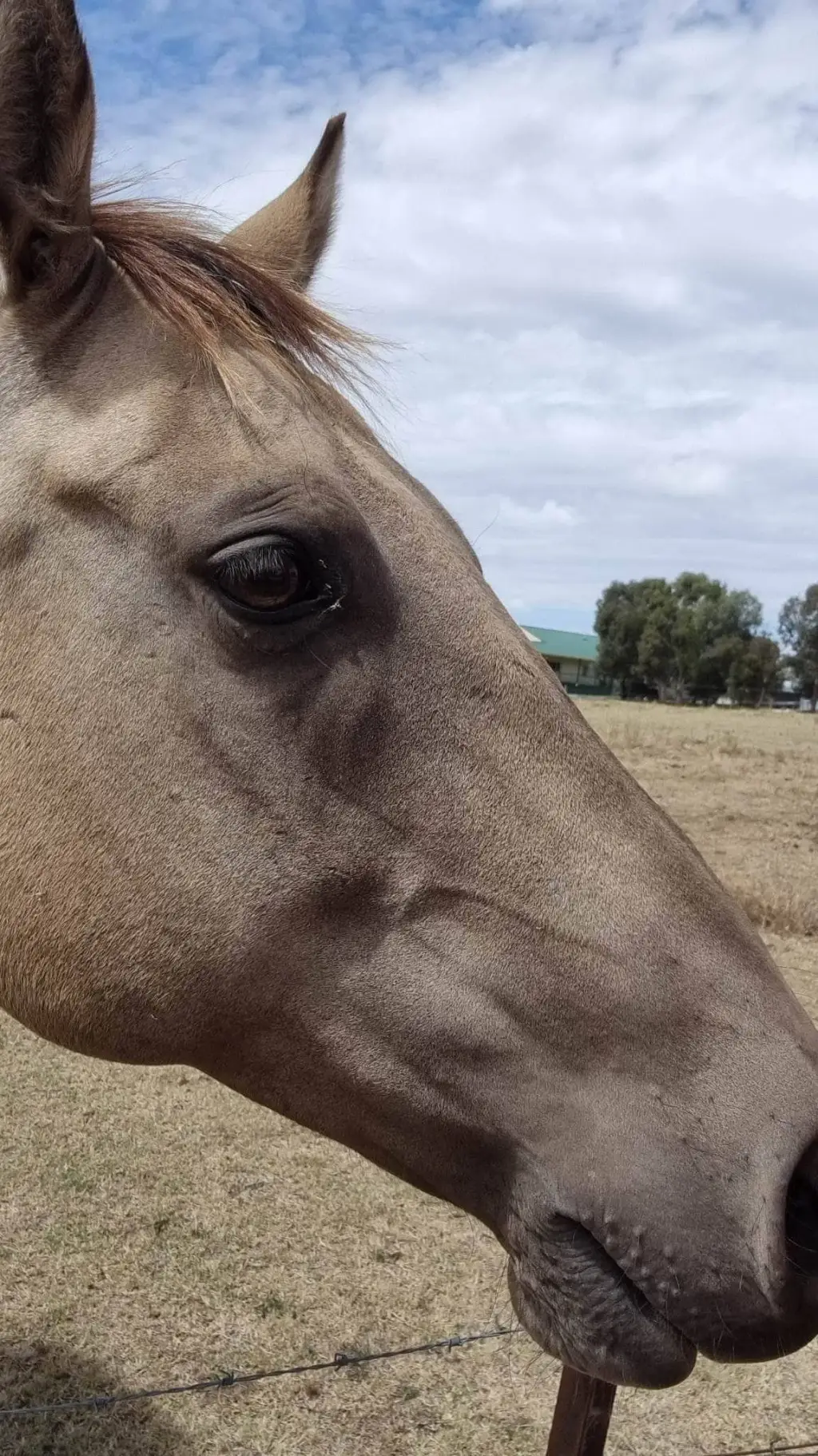 Talkie AI - Chat with animal life