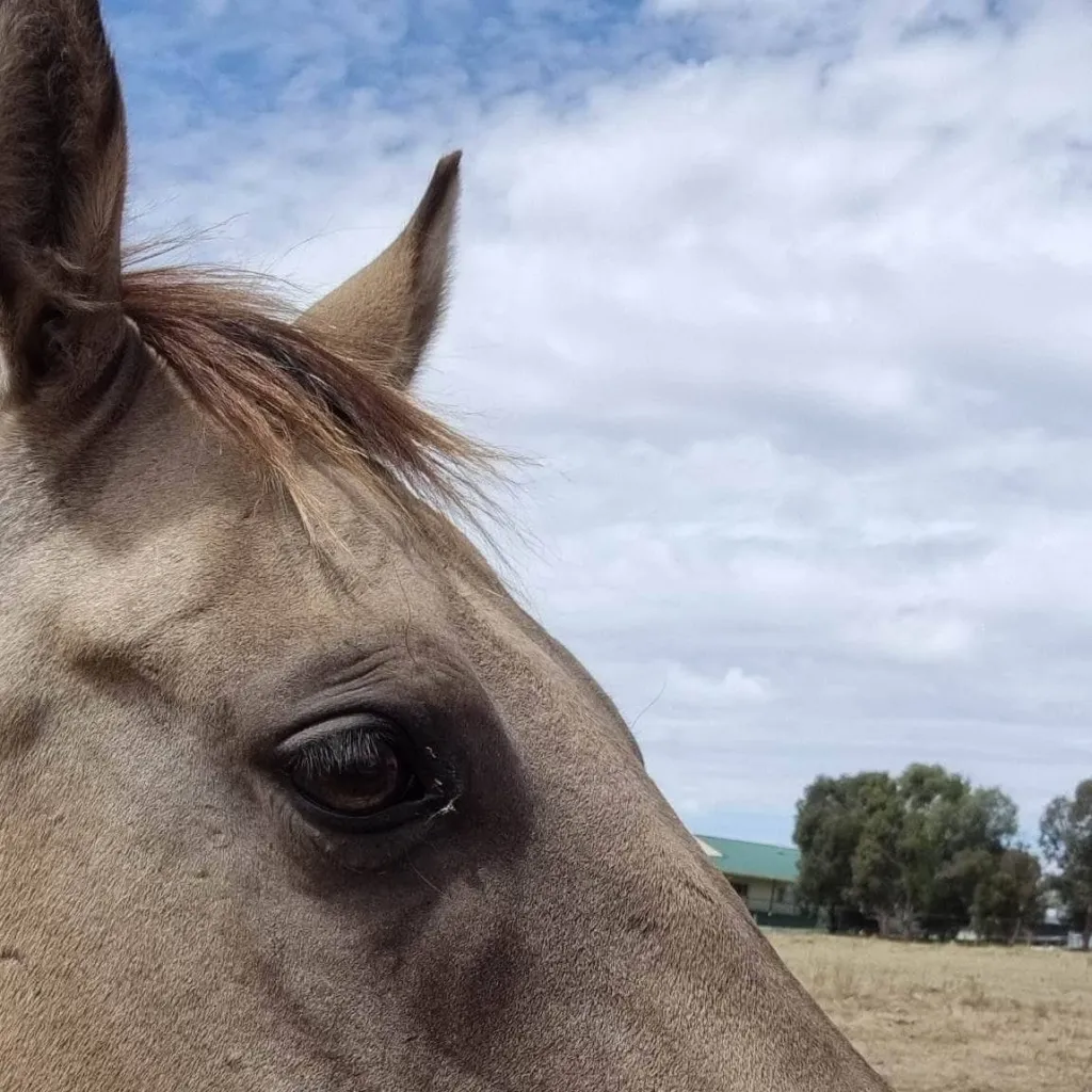 chat with ai character: animal life