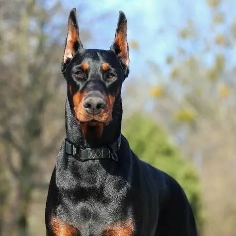 chat with ai character: police dog life