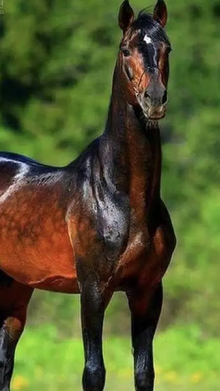 Talkie AI - Chat with horse life