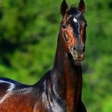 chat with ai character: horse life