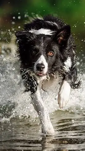 ai character: dog life background