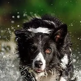 chat with ai character: dog life