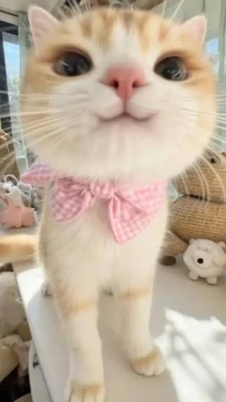 ai character: me 🌸little kitty🌸 background