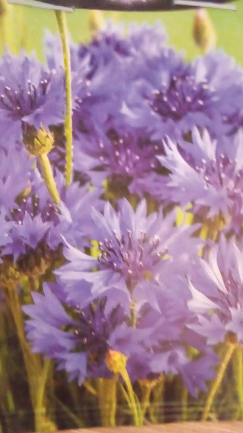 ai character: sp garden time! background