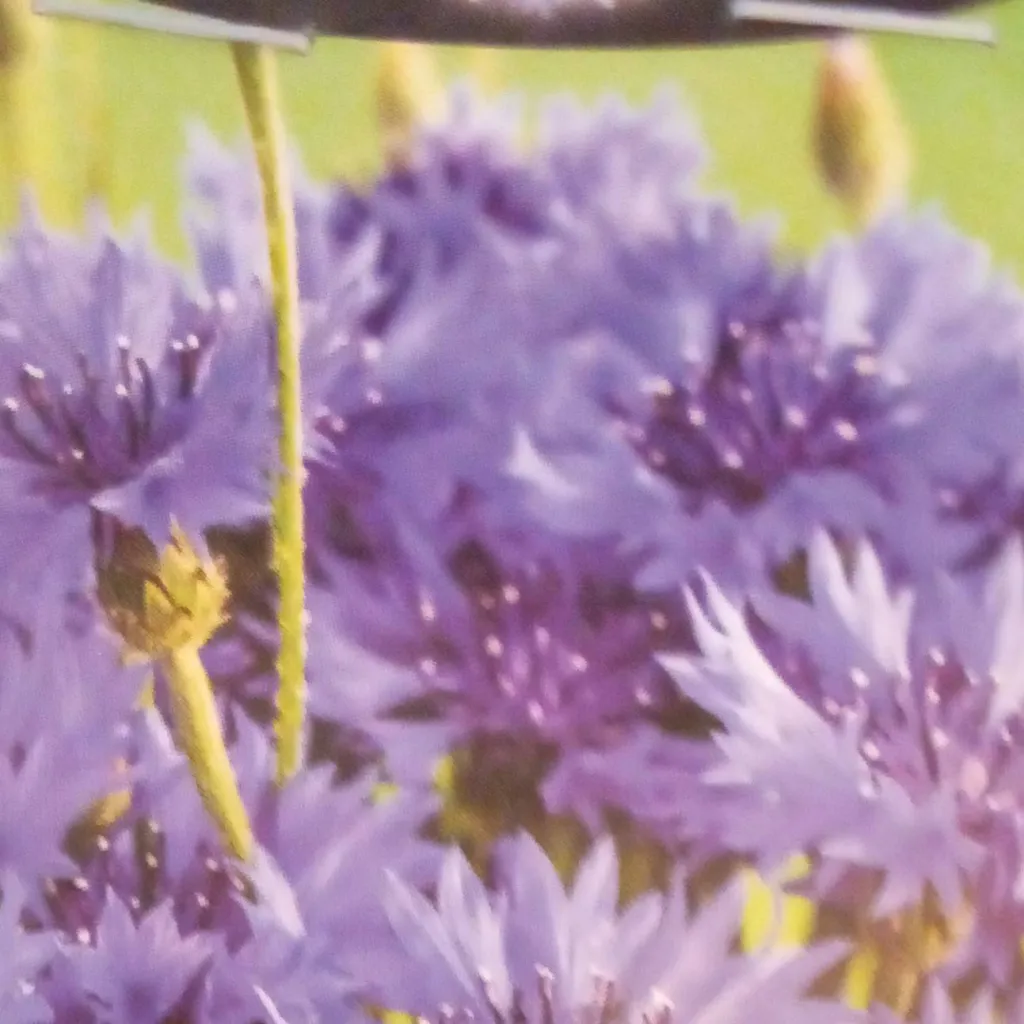 chat with ai character: sp garden time!