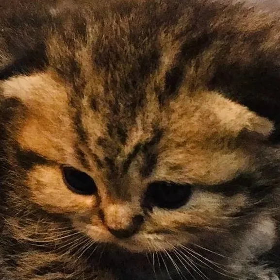 chat with ai character: mah cats