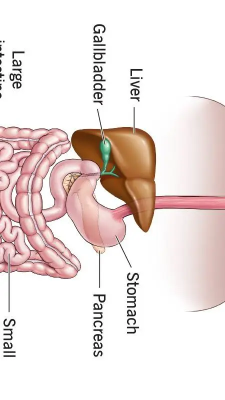 ai character: digestive system  background