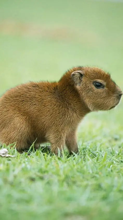 ai character: capybara  background