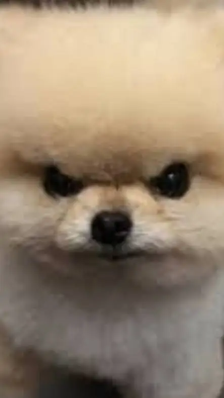 ai character: perrito background