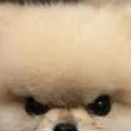 chat with ai character: perrito