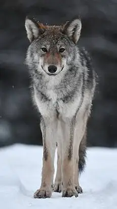 ai character: nice wolf background