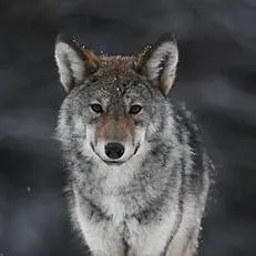 chat with ai character: nice wolf