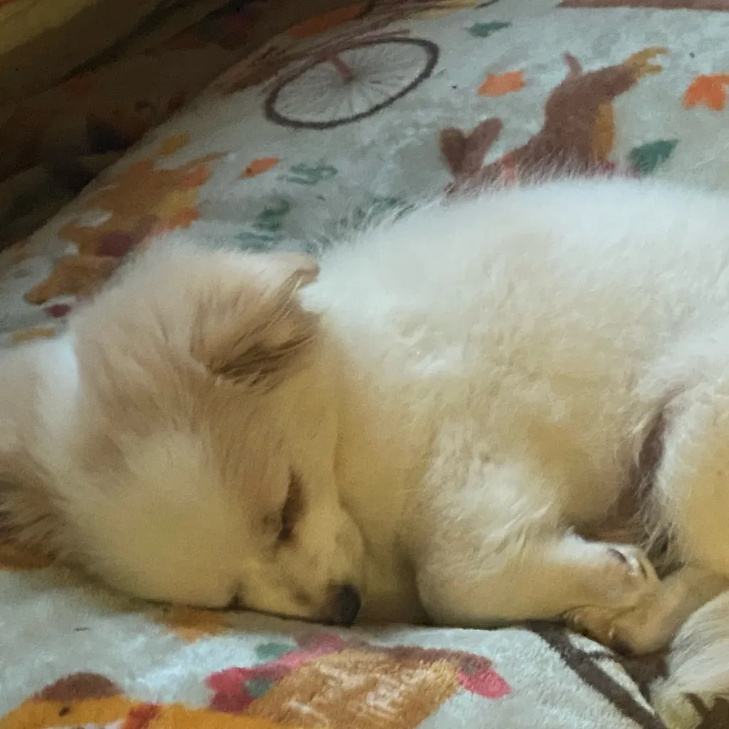 chat with ai character: Miles ♡ 