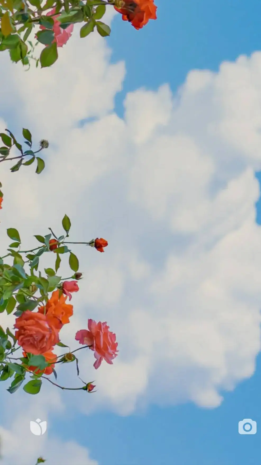 ai character: rubikia 🥹 background