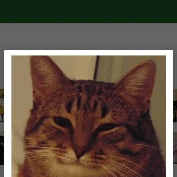 chat with ai character: Smiley Nyan