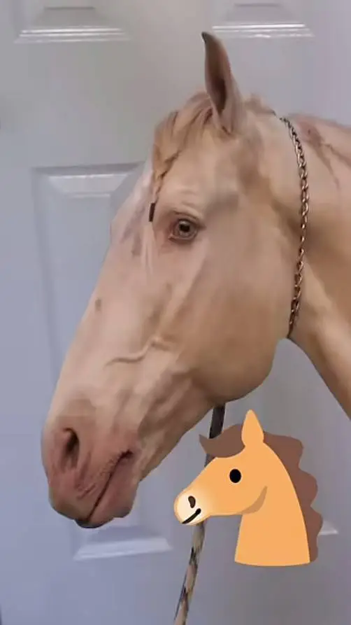 ai character: horse. background