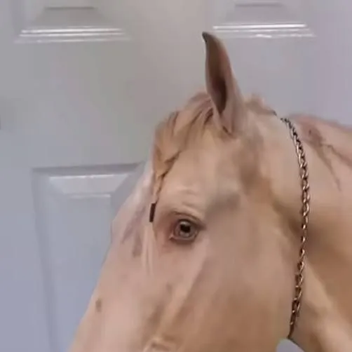 chat with ai character: horse.