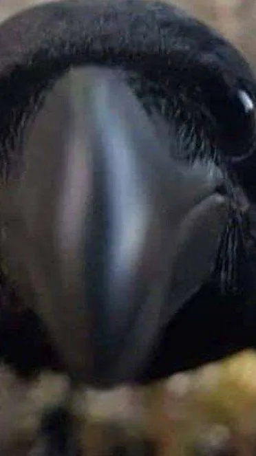 ai character: Hivfdbfdiydddutzfz background