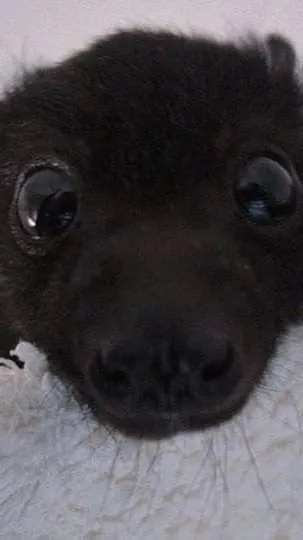 ai character: Smg4 Karen background