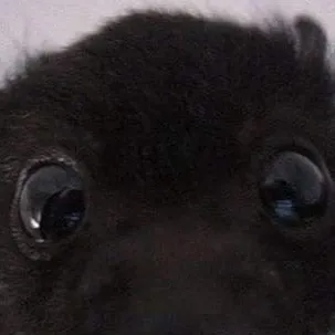 chat with ai character: Smg4 Karen