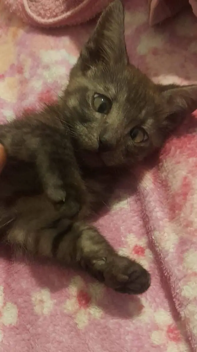 Talkie AI - Chat with tito (mi 🐱)