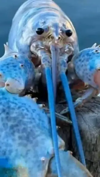 ai character: lagosta buu background