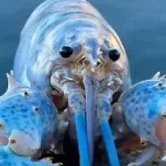 chat with ai character: lagosta buu