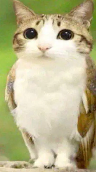 ai character: meowl background