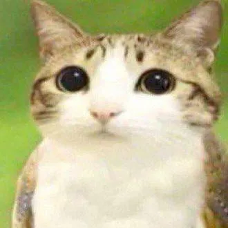 chat with ai character: meowl