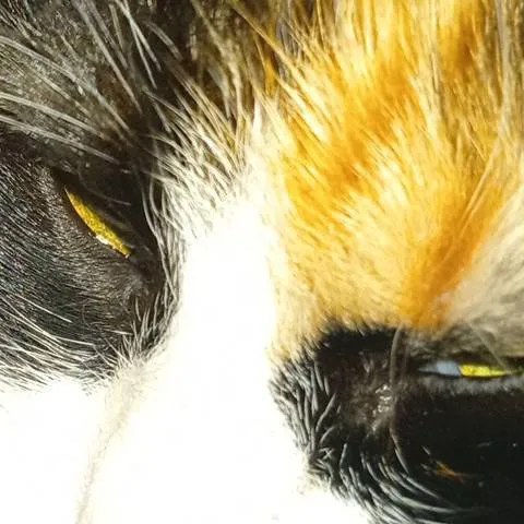 chat with ai character: с 2026!