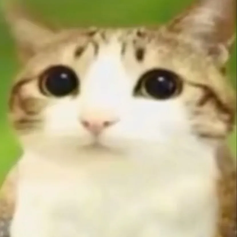 chat with ai character: MEOWL