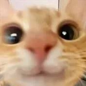 chat with ai character: Latín