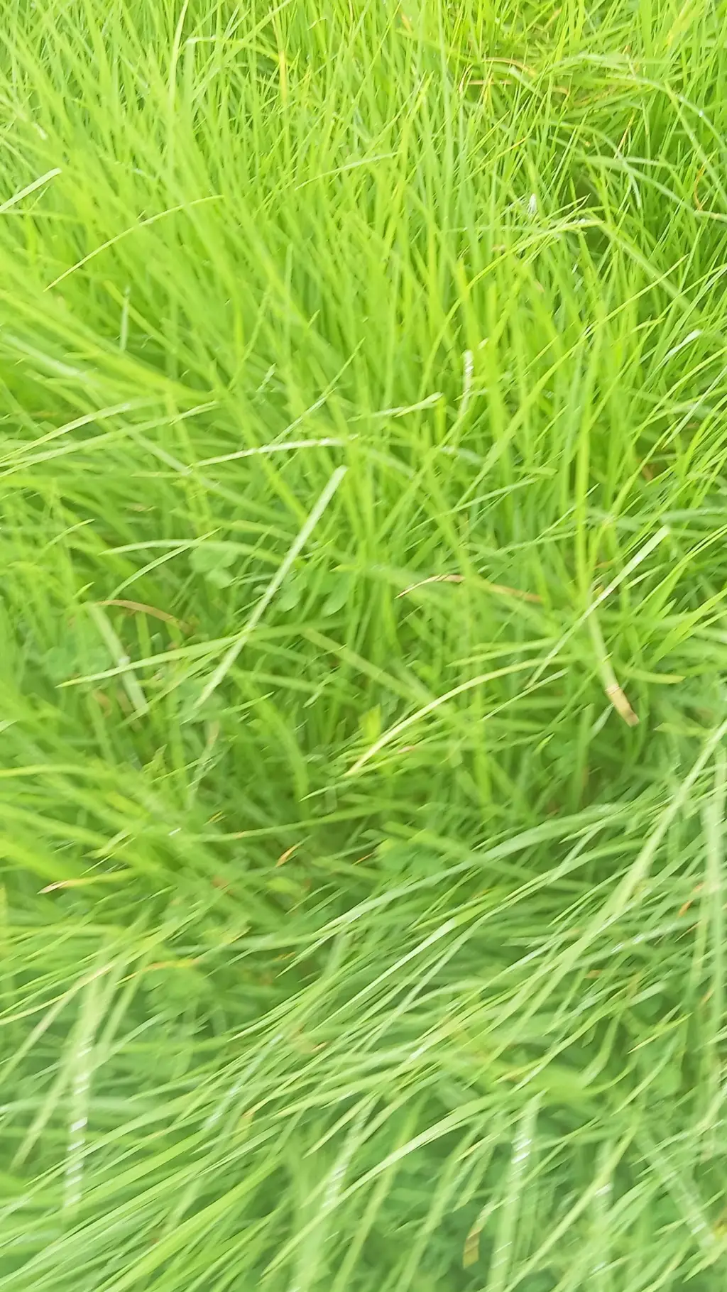 ai character: acampado  background