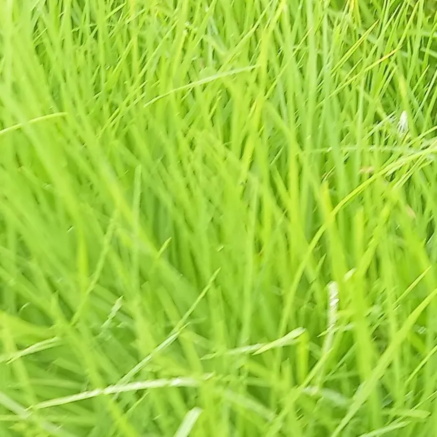 chat with ai character: acampado 