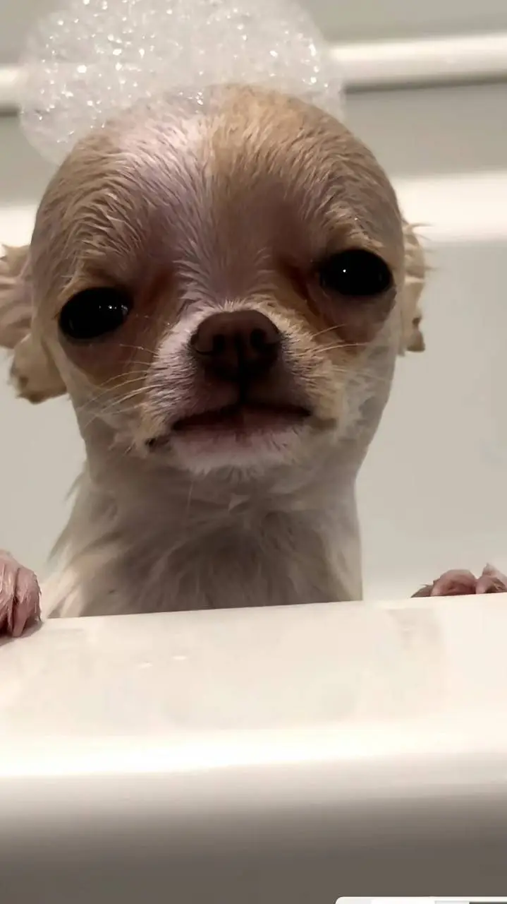 ai character: Lucy the Chihuahua background
