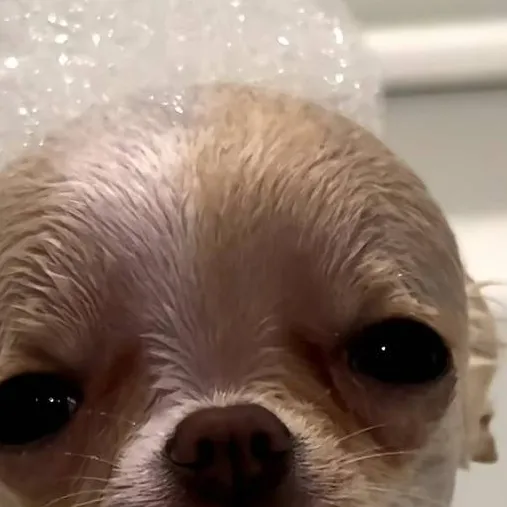 chat with ai character: Lucy the Chihuahua