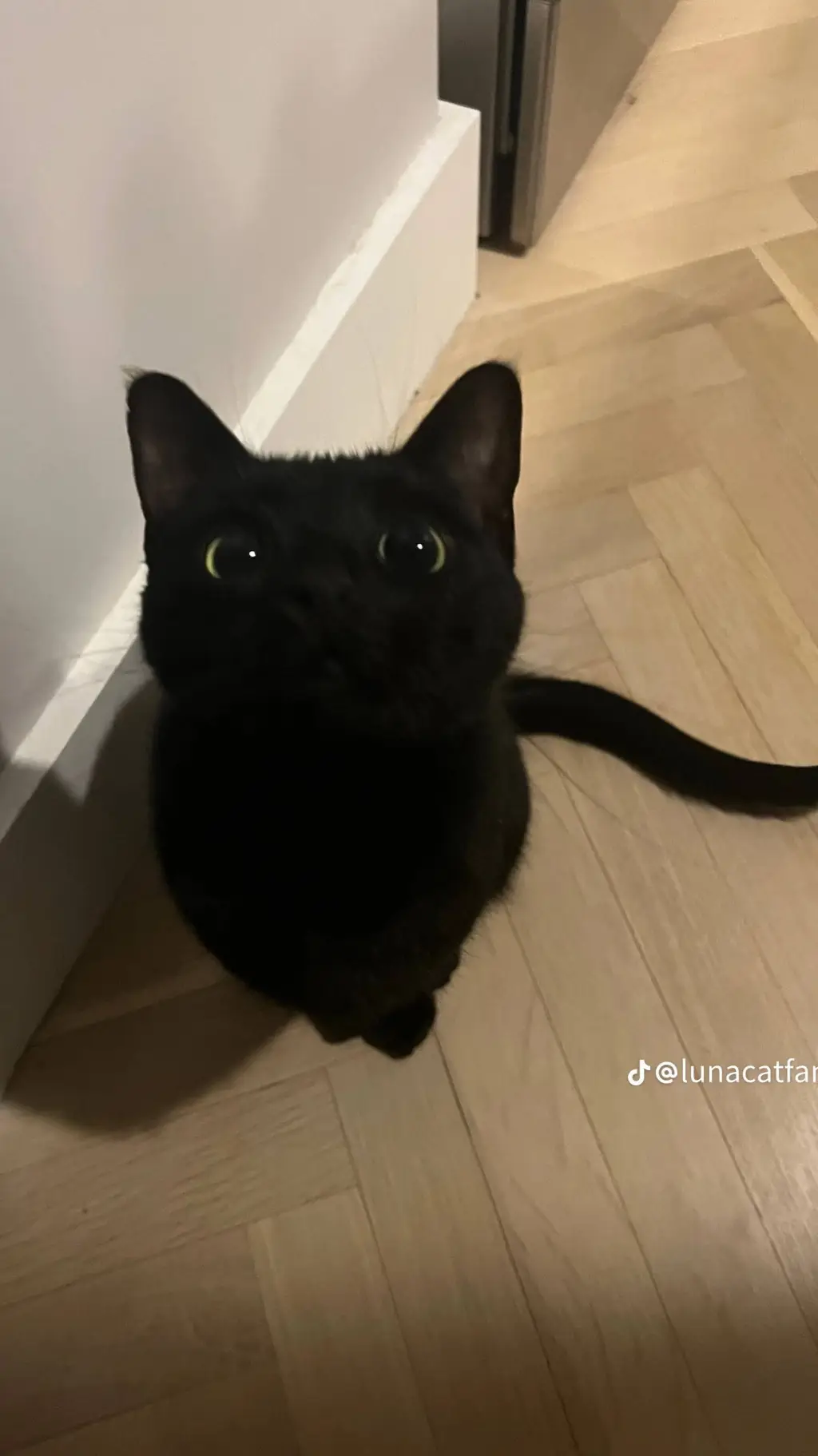 ai character: armin x jean background