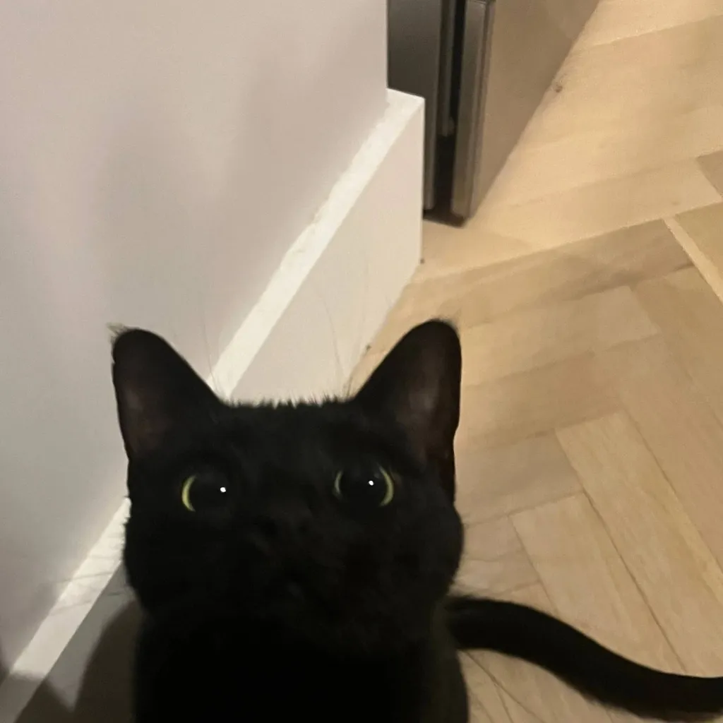 chat with ai character: armin x jean