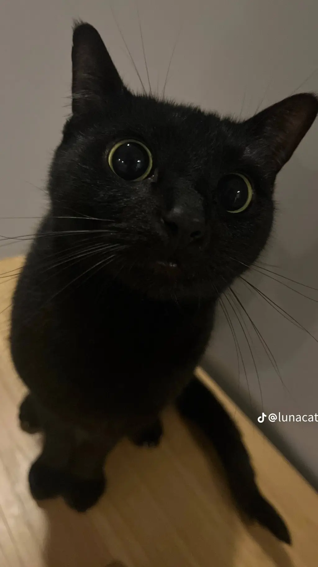 ai character: connie x porco background