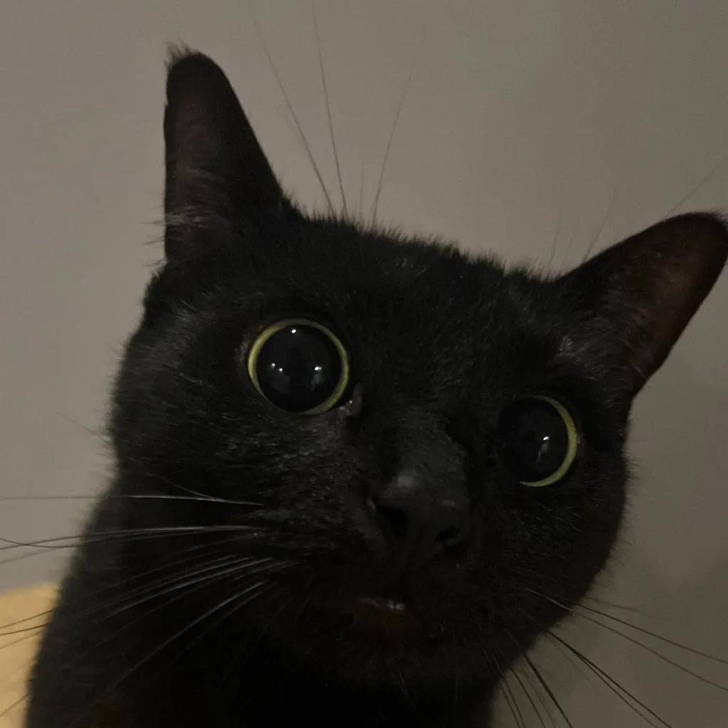 chat with ai character: connie x porco