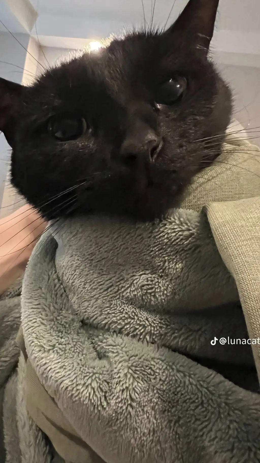 ai character: Eren x levi background