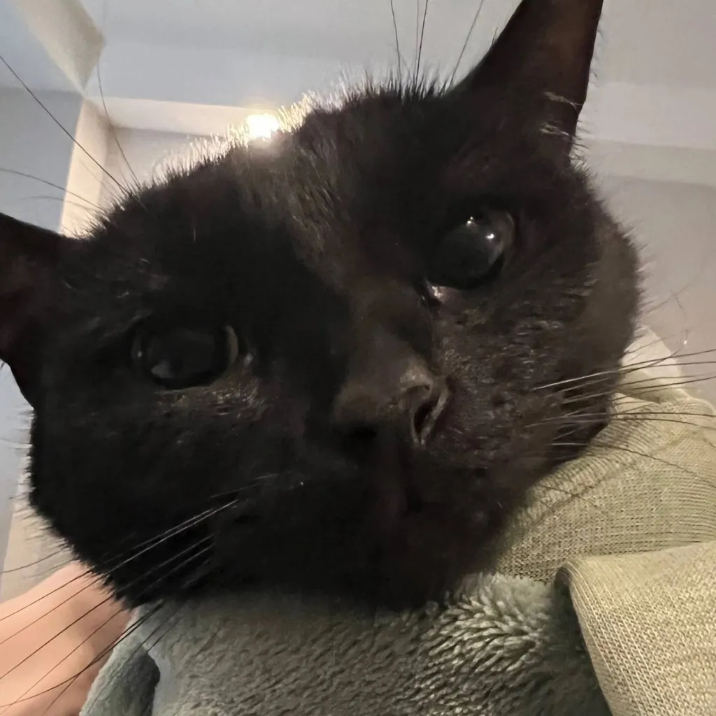 chat with ai character: Eren x levi