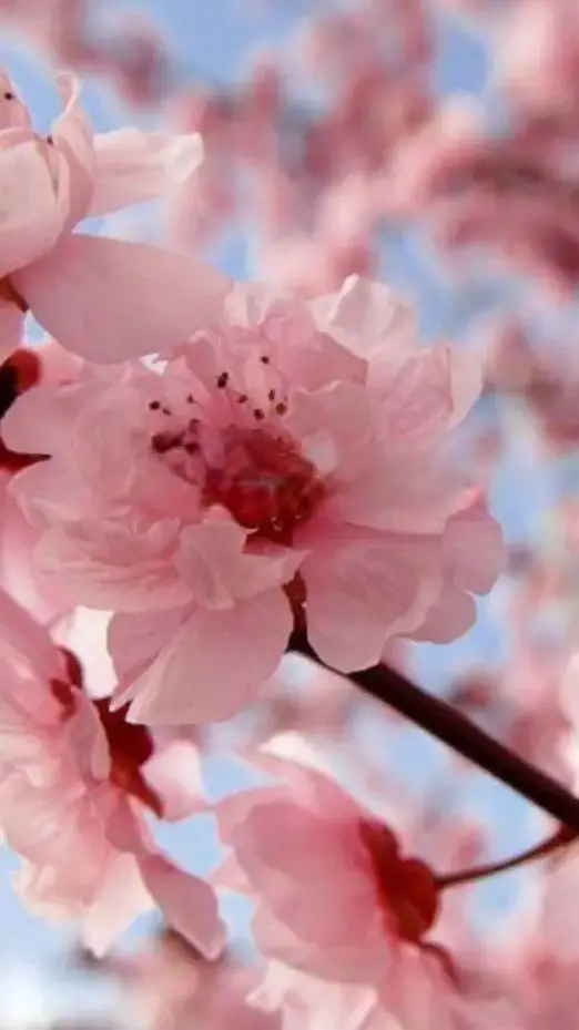 ai character: Jirou x Momo background